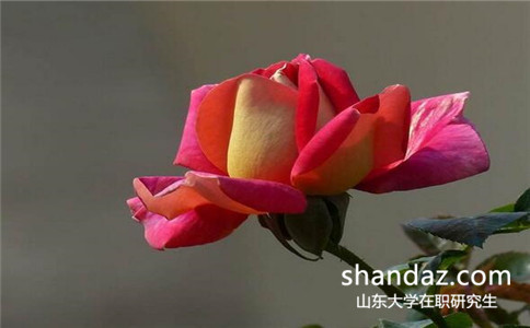 2017年山东大学在职研究生招生人数要求