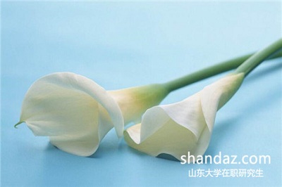 山东大学在职研究生上海教学点师资怎么样？